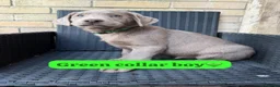 Labrador Retriever dogs for sale: KC registered silver Labradors  - Advert 16