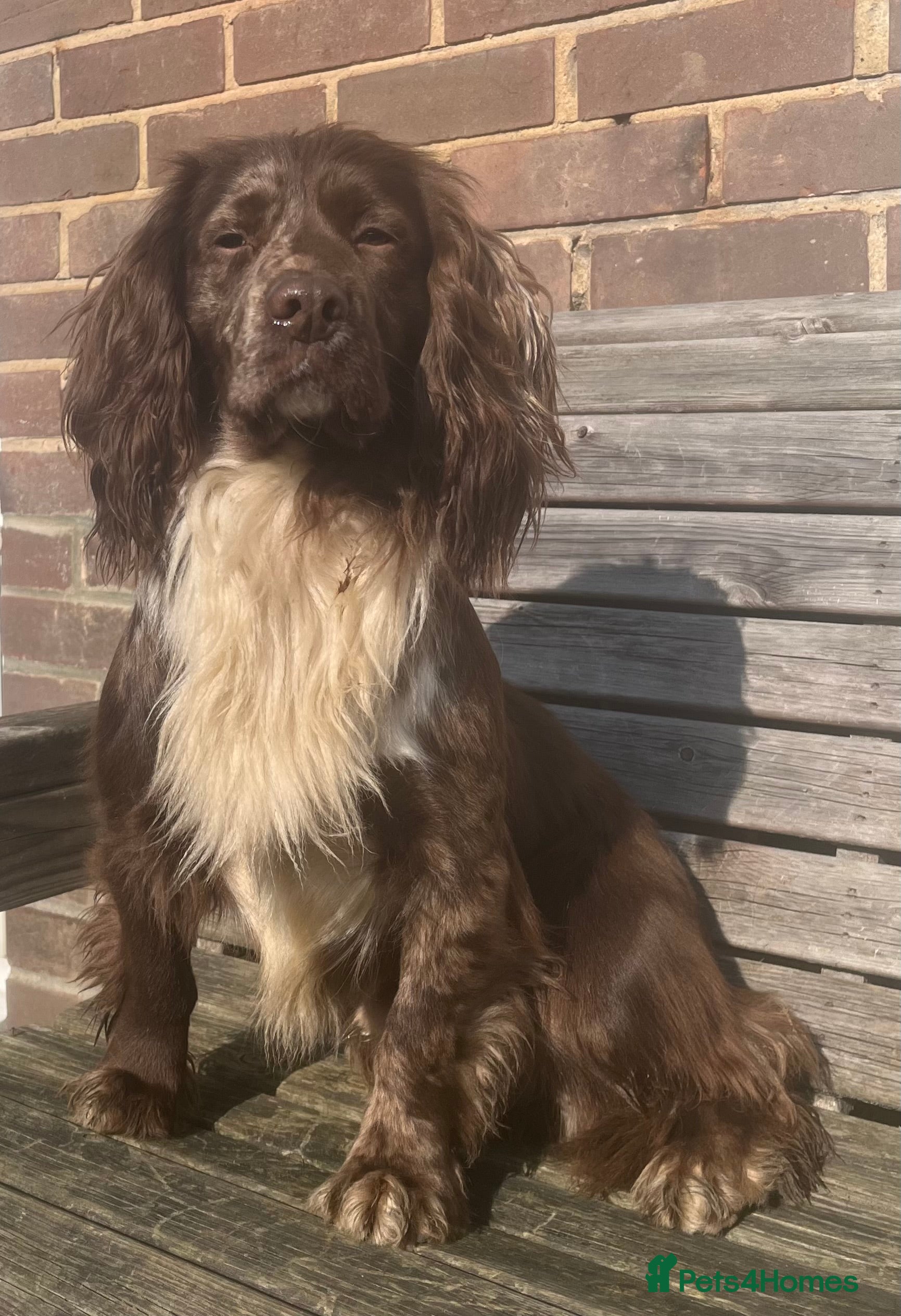 Cocker Spaniel dogs MERLE cocker spaniel at stud  - Advert 12