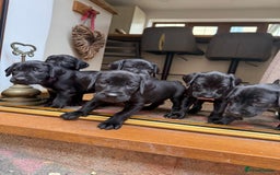 Mixed Breed dogs for sale: Pointerdors ONLY 1 girl left ready now  - Image 2