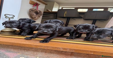 Mixed Breed dogs - Advert 13