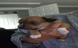 Patterjack dogs for sale: Patterjack/jackrussel - Image 8