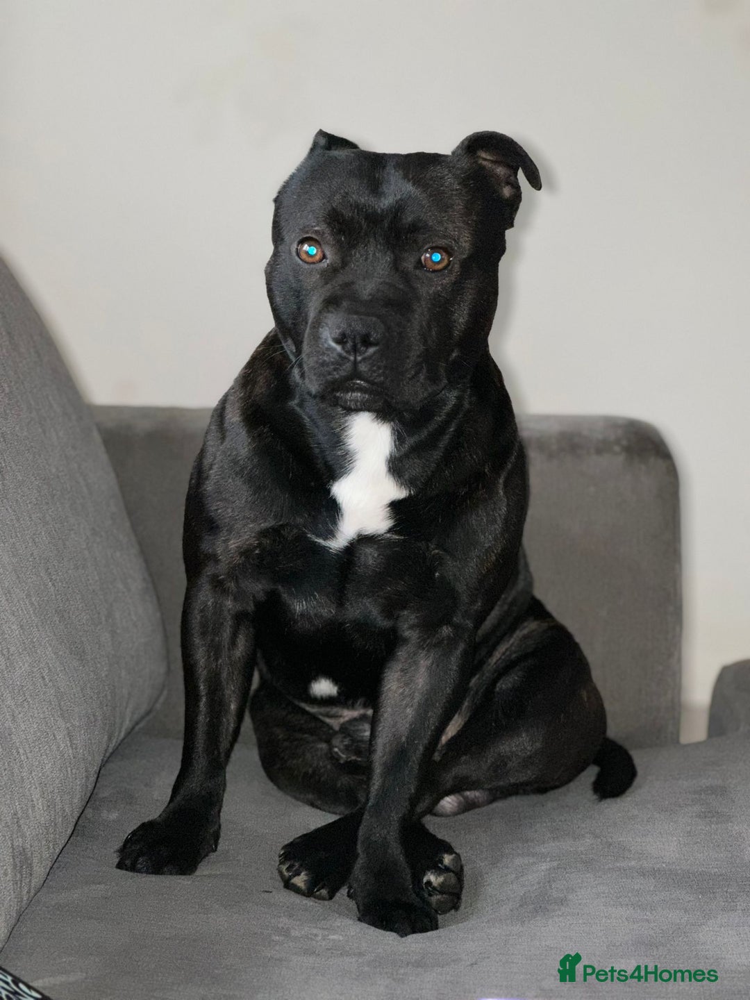 Staffordshire Bull Terrier dogs for stud: Bruno - Advert 1