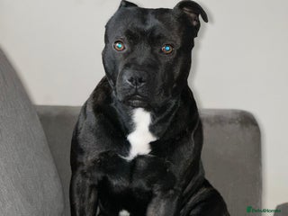 Staffordshire Bull Terrier dogs Bruno - Advert 1