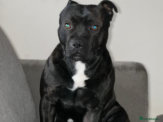 Staffordshire Bull Terrier dogs Bruno - Advert 9