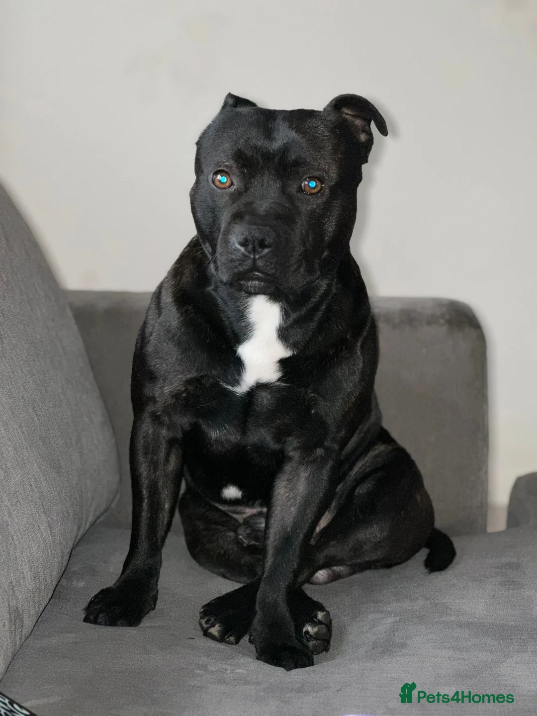 Staffordshire Bull Terrier dogs for stud: Bruno - Advert 1