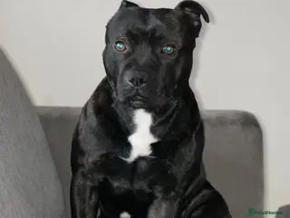Staffordshire Bull Terrier dogs Bruno - Advert 13