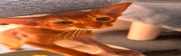 Abyssinian cats for sale: Stunning Abyssinian champion line kittens-last boy - Advert 27