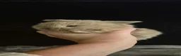 Mini Lop rabbits for sale: Gorgeous Mini Lop bunny available - Advert 11