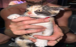 Mixed Breed cats for sale: Beautiful kittens  - Image 1