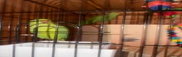 Ringnecks birds for sale: Rio & Frankie  in Tewkesbury - Advert 3