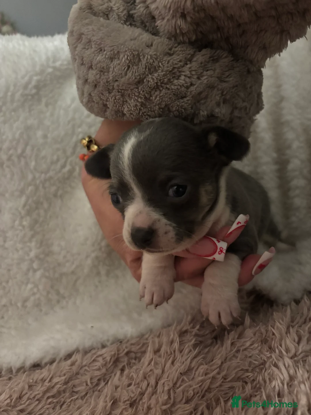 Jack Chi dogs for sale: 3/4 chihuahua 1/4 jack  in Leigh-on-Sea - Advert 5