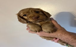 Cocker Spaniel dogs for sale: Cocker spaniel puppies - Image 4