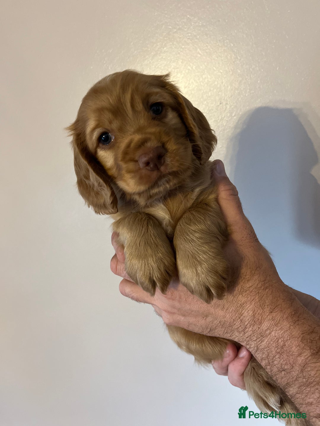 Cocker Spaniel dogs for sale: Cocker spaniel puppies - Image 4