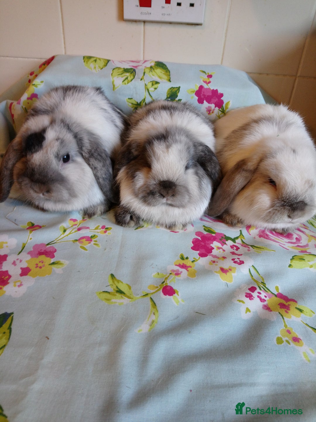 Mini Lop rabbits for sale: Pedigree Mini Lops - Advert 14