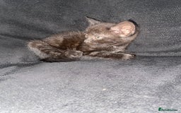 Bombay cats for sale: kitten for sale - Image 4