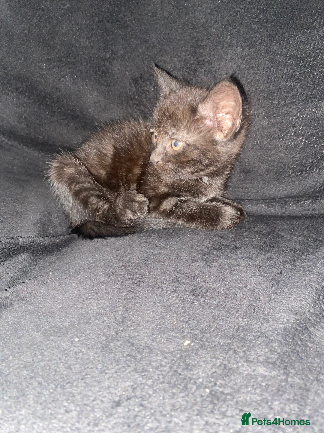 Bombay cats for sale: kitten for sale - Image 4