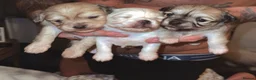 Mixed Breed dogs for sale: Stunning Maltese x JackChi puppies for sale - Advert 1