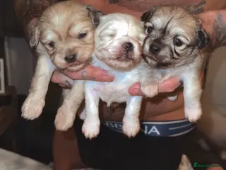 Mixed Breed dogs Stunning Maltese x JackChi puppies for sale - Advert 7