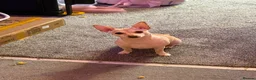 Chihuahua dogs for sale: 💔 For Sale / Loving Home Needed — Lulu in Edinburgh - Advert 2