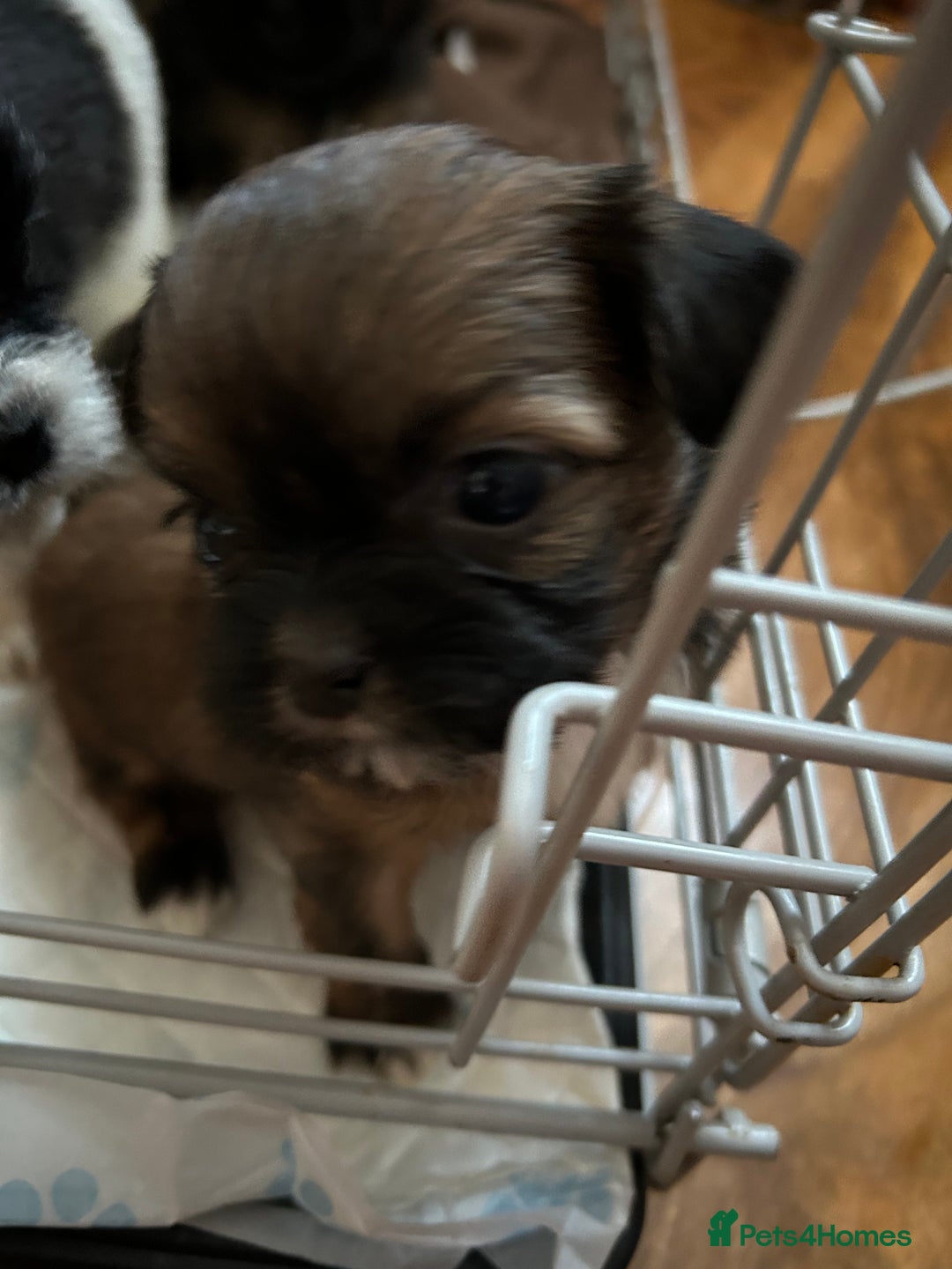 Shih Tzu dogs for sale: Beautiful shih tzu pups for sale  - Advert 15