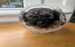Mixed Breed dogs for sale: Doxie - chon puppies for sale - Image 12