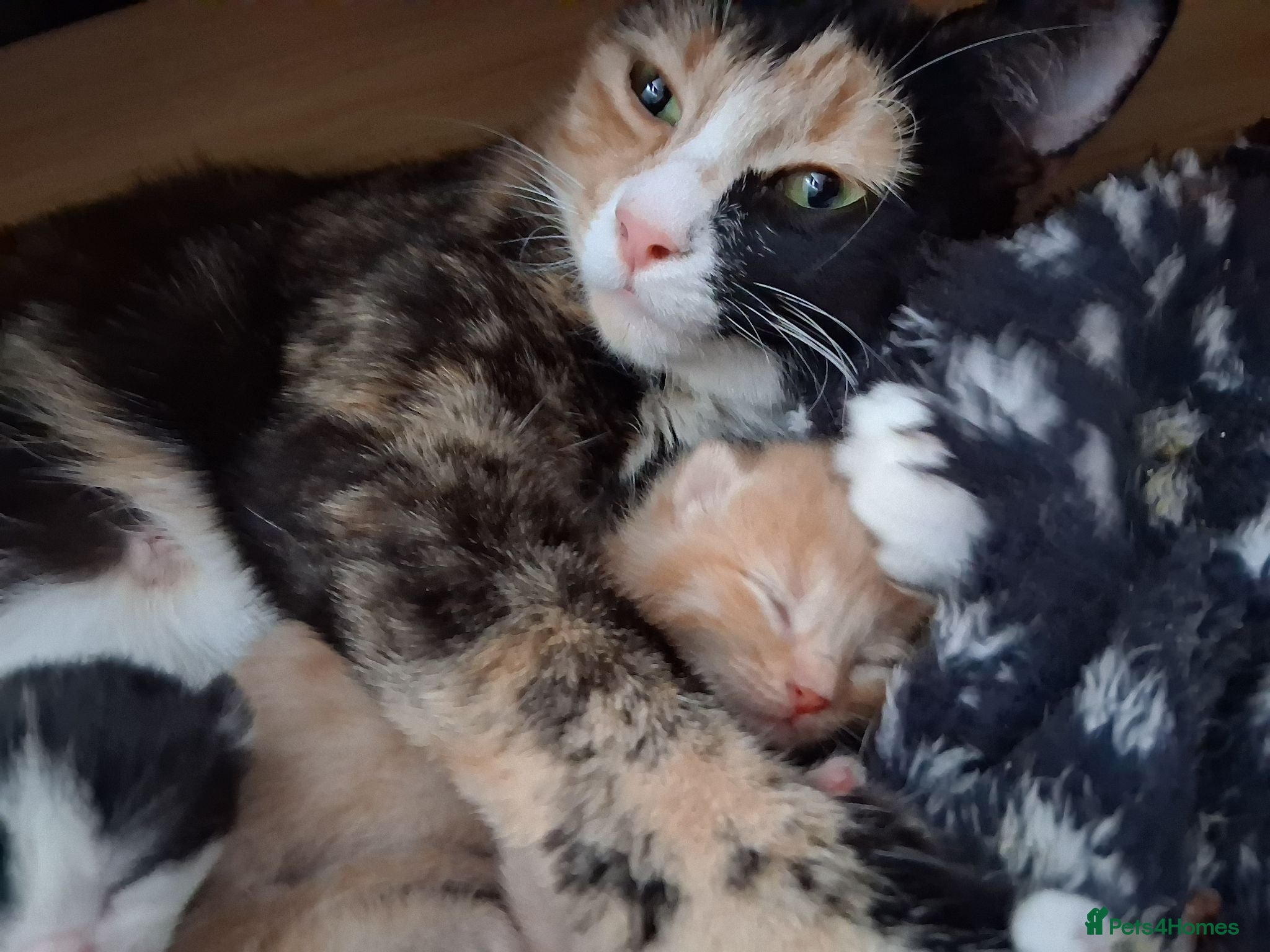 Mixed Breed cats 5 kittens  - Advert 1
