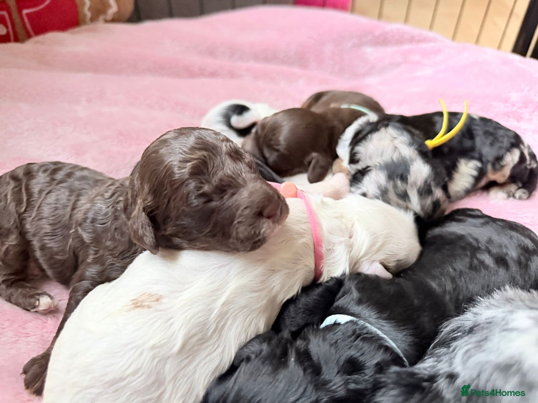 Cavapoo dogs for sale: STUNNING FULLY HEALTH TESTED F1B CAVAPOO  - Advert 23