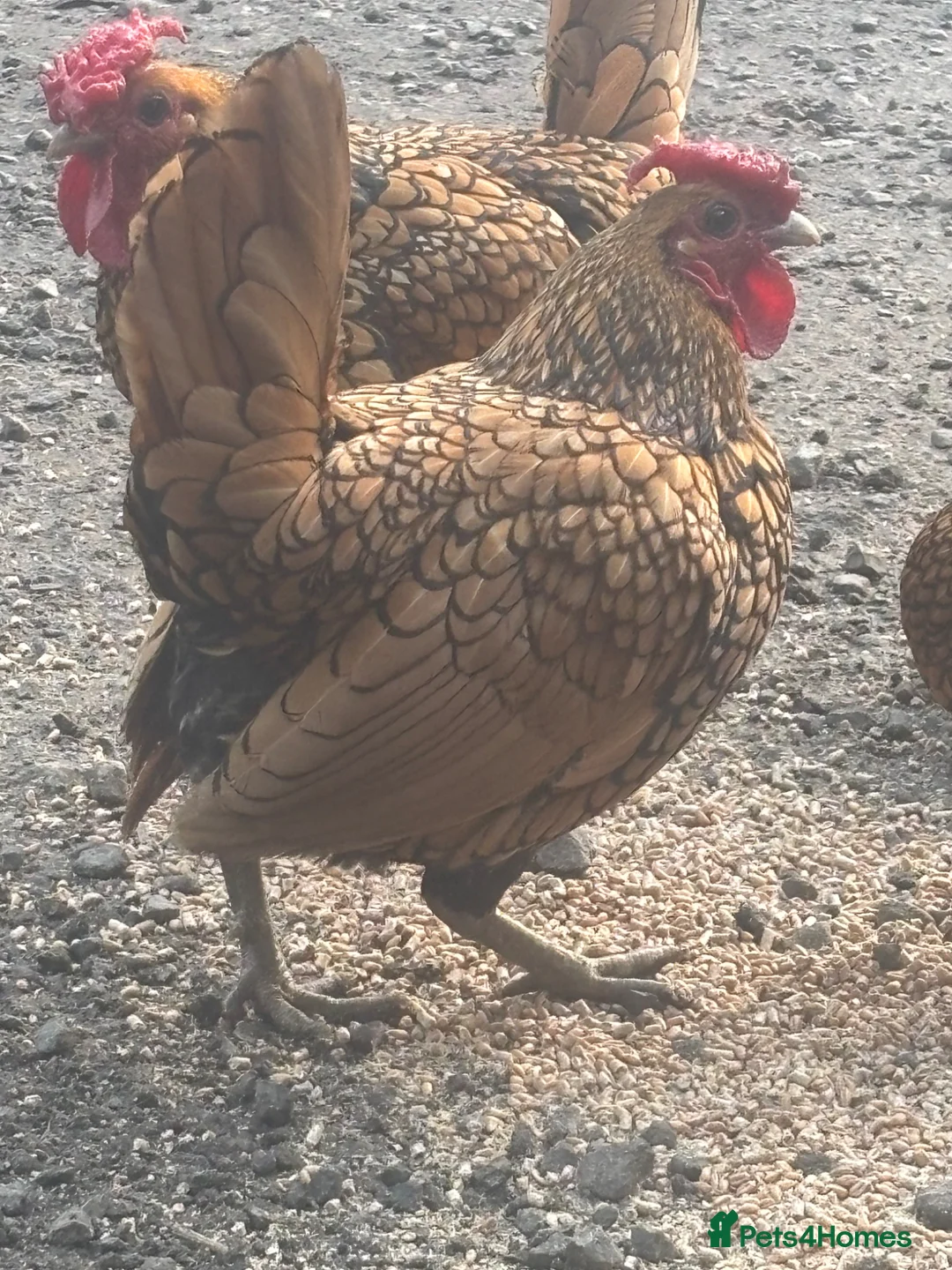 Chickens poultry for sale: Gold laced Seabright hatching eggs x 6 in Pickering - Advert 3