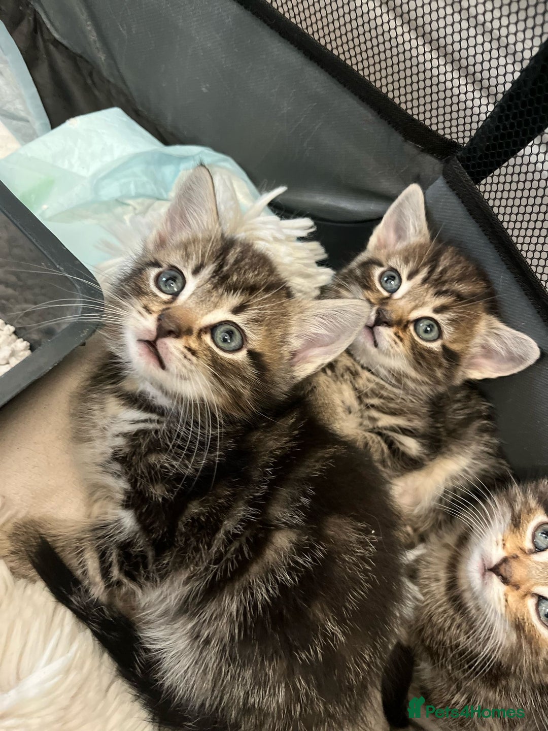 Mixed Breed cats for sale: Kittens amazing kittens  - Image 15