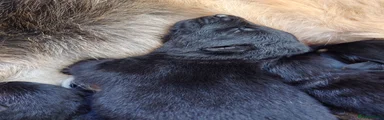 Shepsky Puppy 4