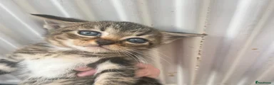 Domestic Shorthair 3