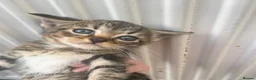Domestic Shorthair cats for sale: Kittens for sale  - Advert 5