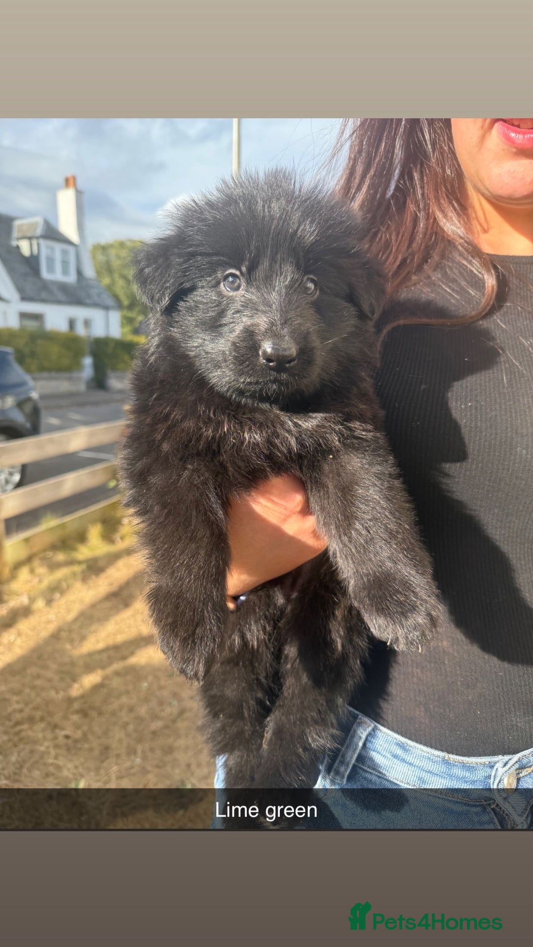 German Shepherd dogs for sale: German shepherd puppies  - Image 8