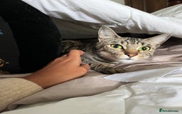 Mixed Breed cats for sale: Beautiful kittens ready for loving new homes.  - Image 3