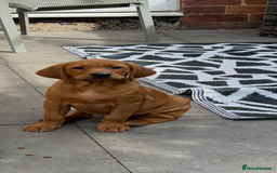 Labrador Retriever dogs for sale: Red Labrador puppies  - Image 1