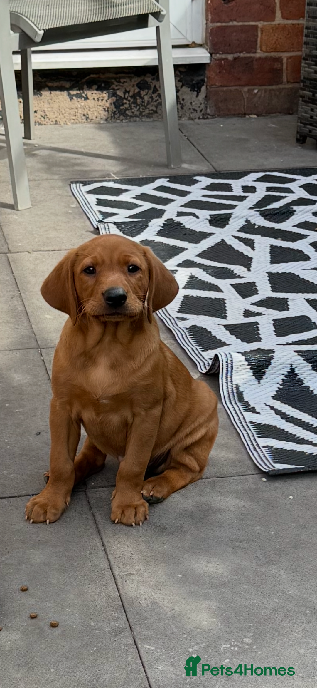 Labrador Retriever dogs for sale: Red Labrador puppies  - Image 1