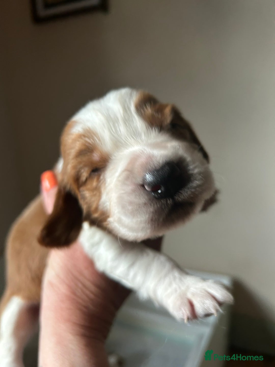 Welsh Springer Spaniel dogs for sale: Kc reg Welsh springer spaniel male puppies - Image 25