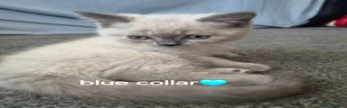 Blue collar
