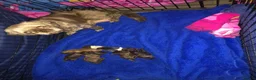 Shih Tzu dogs for sale: 5 beautiful shih tzu puppies - Advert 1