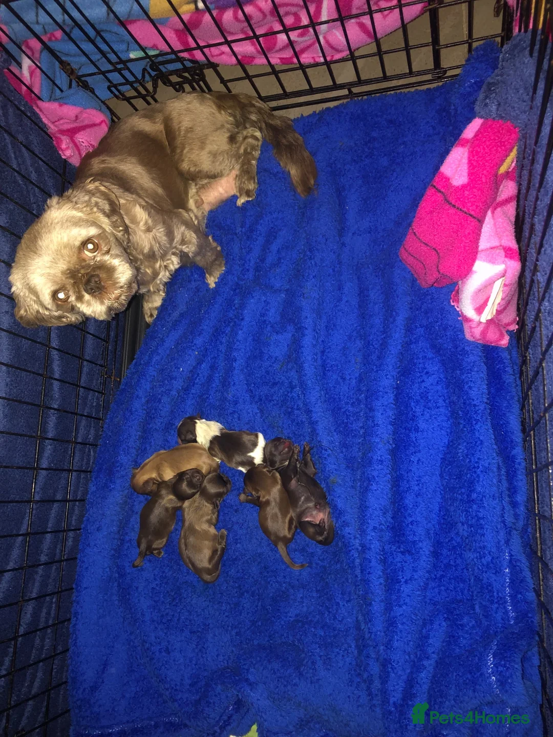 Shih Tzu dogs for sale: 5 beautiful shih tzu puppies - Advert 1