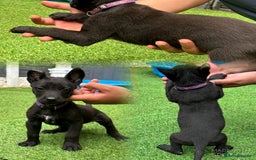 Belgian Shepherd Dog dogs for sale: Belgian malinois puppies from working dog lines  - Image 2