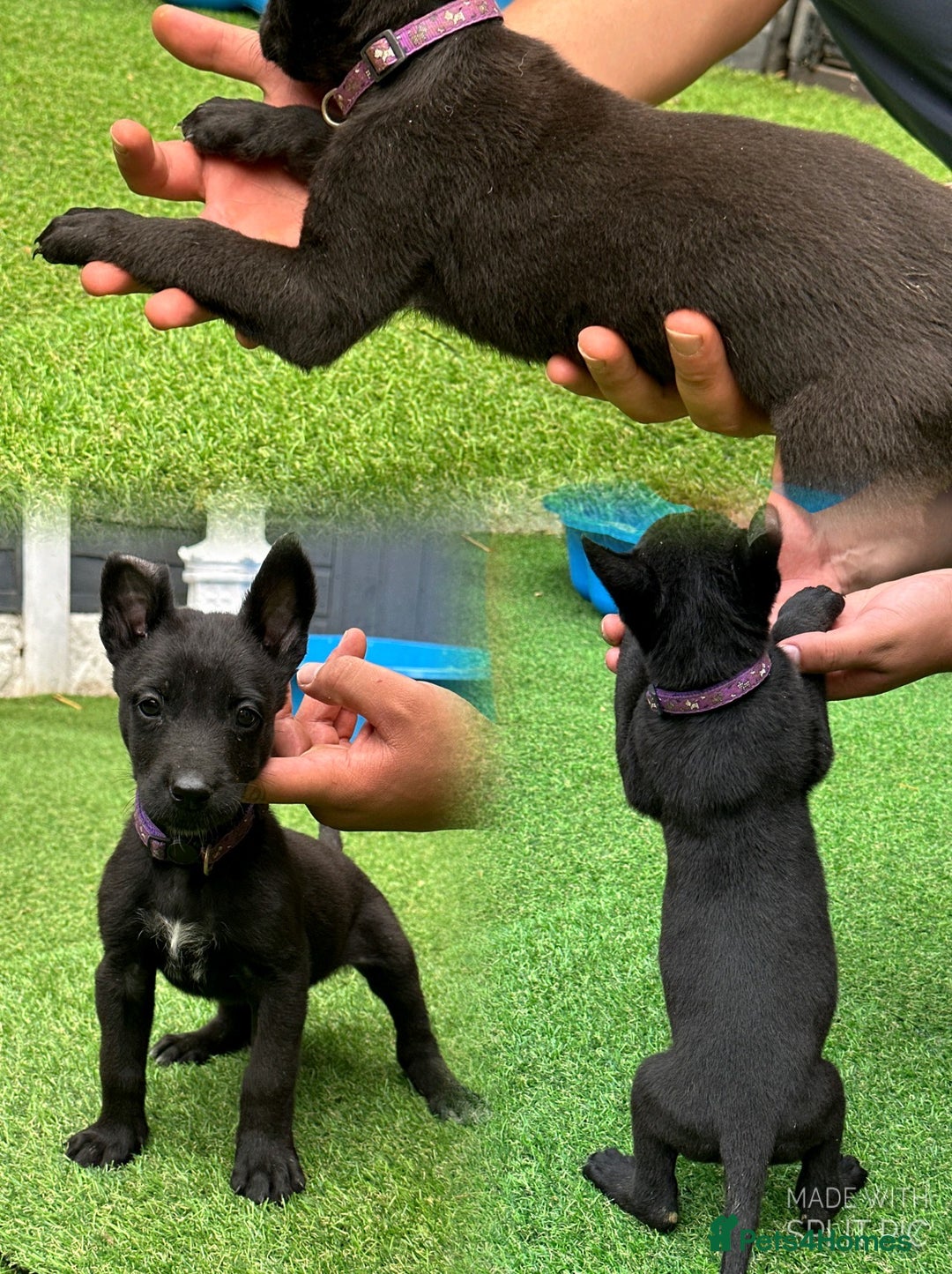 Belgian Shepherd Dog dogs for sale: Belgian malinois puppies from working dog lines  - Image 2