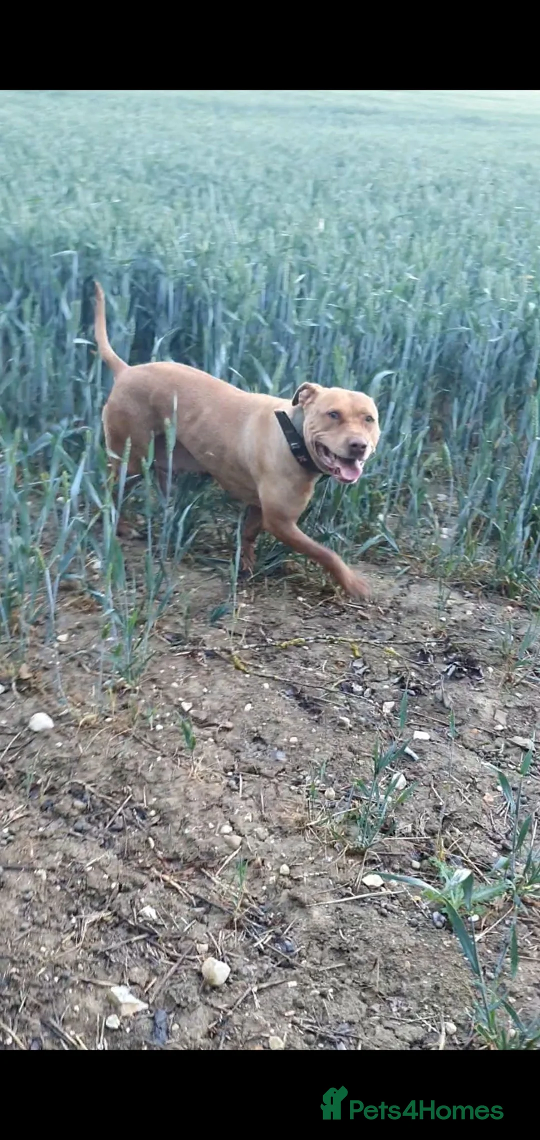 Staffordshire Bull Terrier dogs for sale: Irish Staffordshire bull  terrier  in Haverhill - Advert 5