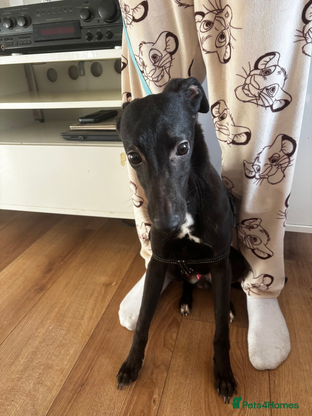 Mixed Breed dogs for sale: Mini whippet male for sale  - Advert 5