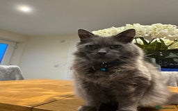 Mixed Breed cats for sale: Gorgeous blue boy - Image 2