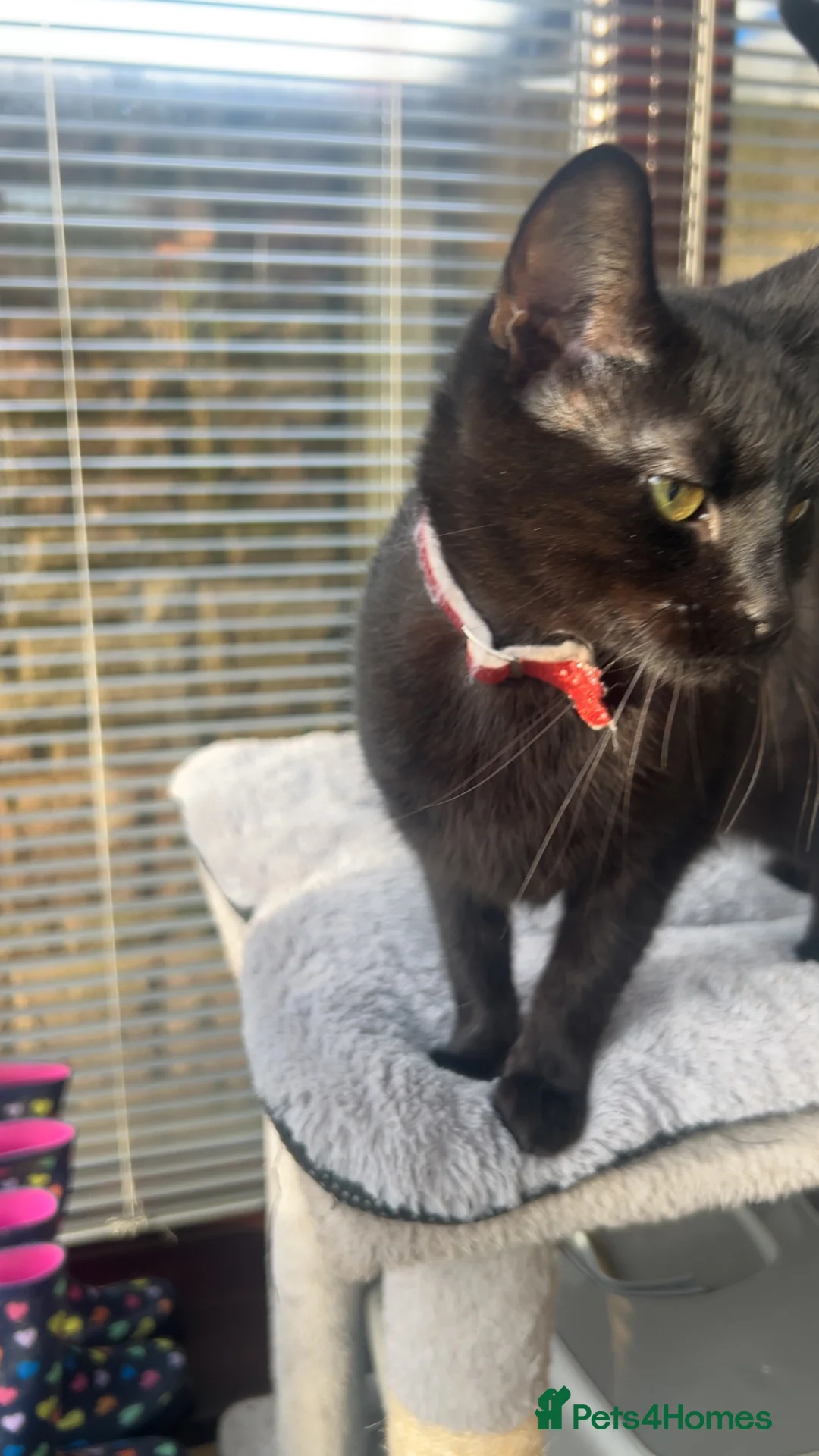 Mixed Breed cats for sale: 2 female cats sisters not to be separated  - Advert 3