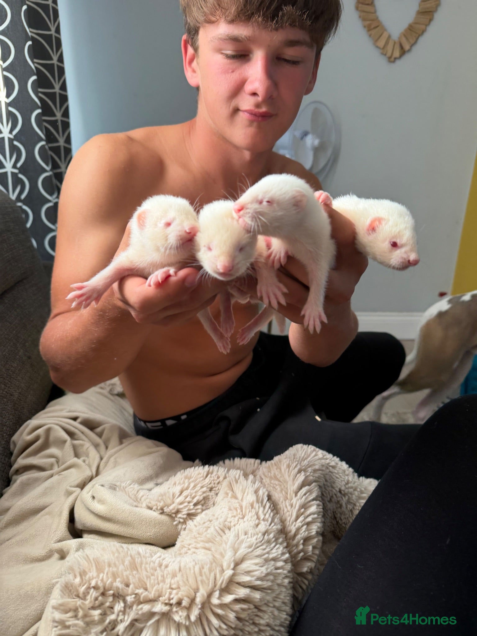 Ferret rodents Albino Ferrets for sale - Advert 3
