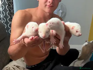 Ferret rodents Albino Ferrets for sale - Advert 3