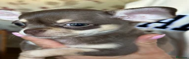 Chihuahua 3
