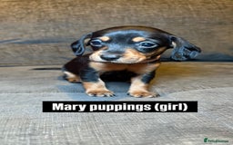 Mixed Breed dogs for sale: Adorable Doxiepoo Puppies for Sale - Advert 5